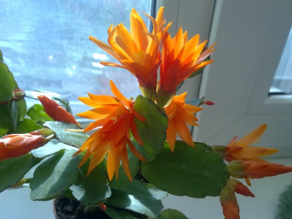 Цветок декабрист шлюмбергера