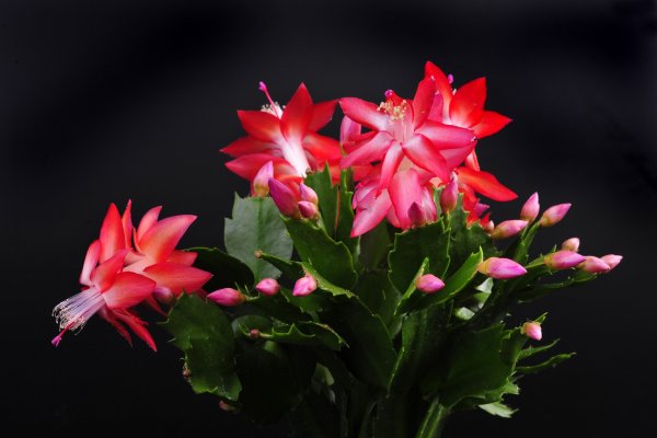 Зигокактус Каутского