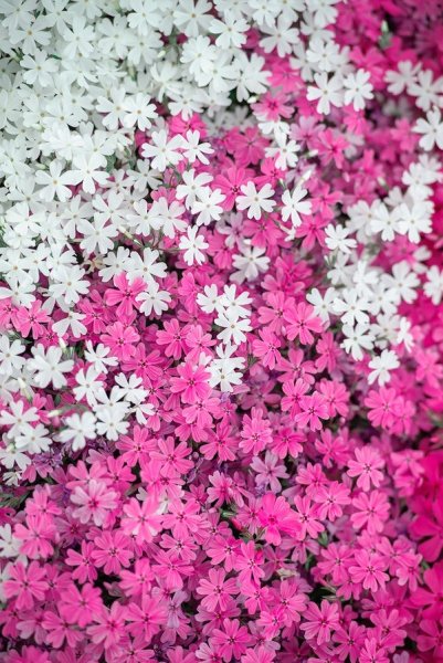 Бархатцы Тагетес