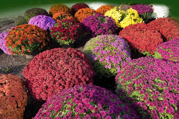 Капуста декоративная принцесса кочанная