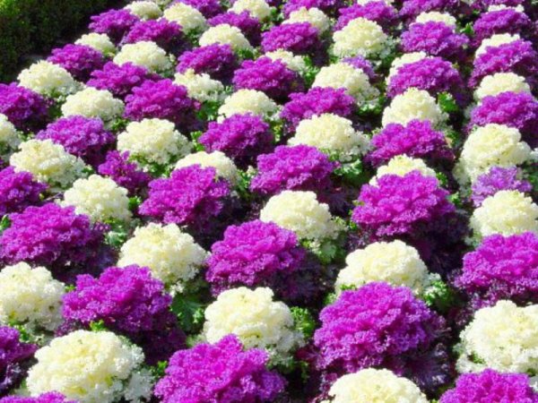 Сальвия и бархатцы на клумбе