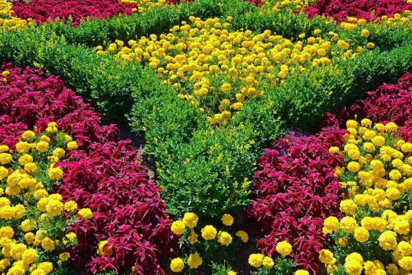 Цинерария Джестер микс