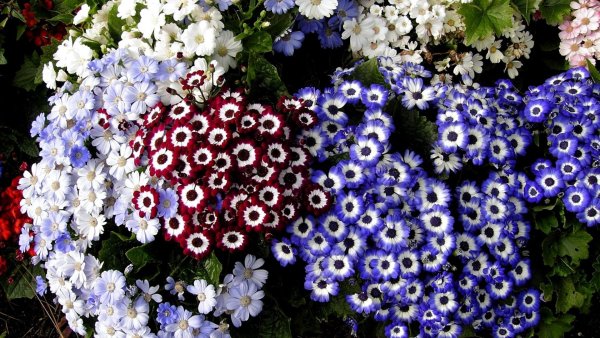 Однолетники двулетники многолетники Мак