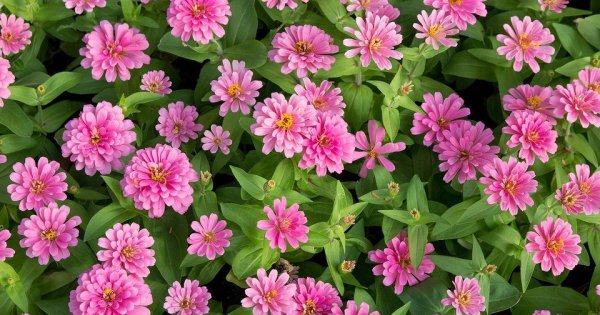 Примула бесстебельная