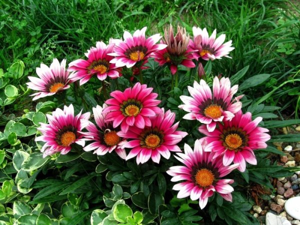 Клумба рабатка