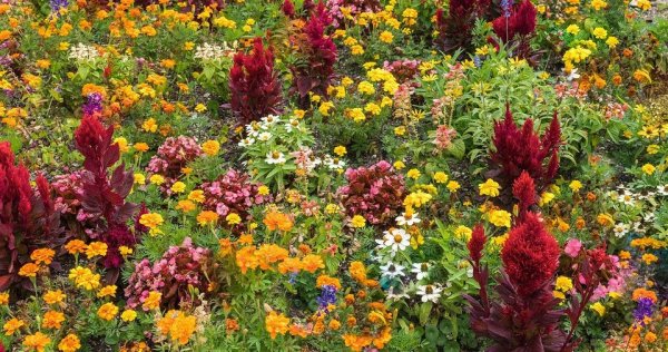 Тагетес тонколистный