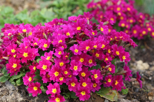 Бальзамин Санпатиенс