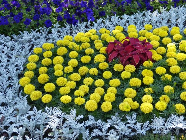 Хризантемы мультифлора многолетние на клумбе