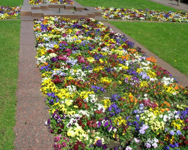 Многолетники хризантемы низкорослые