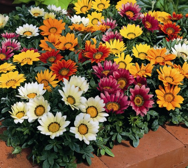 Цинии многолетние