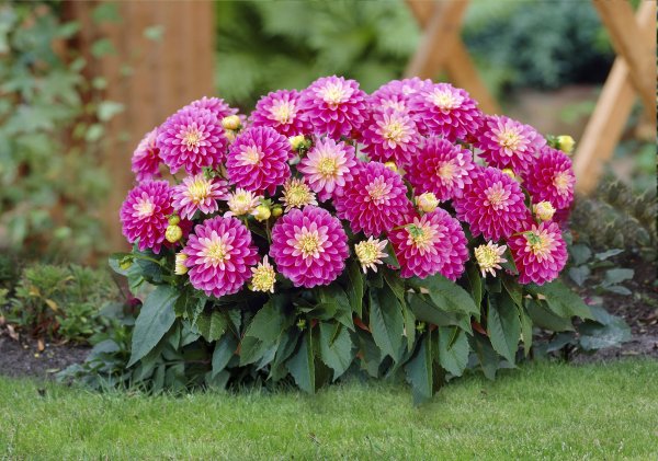 Низкорослые тенелюбивые многолетники