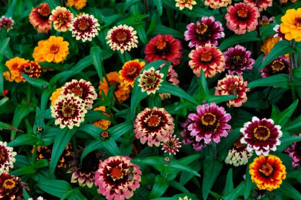 Камнеломка Арендса Вайсцверг