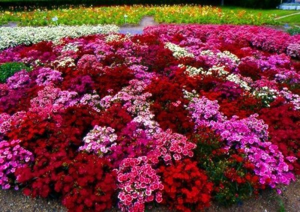 Агератум, Обриета, алиссум