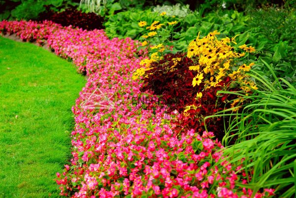 Рабатка Тунберга