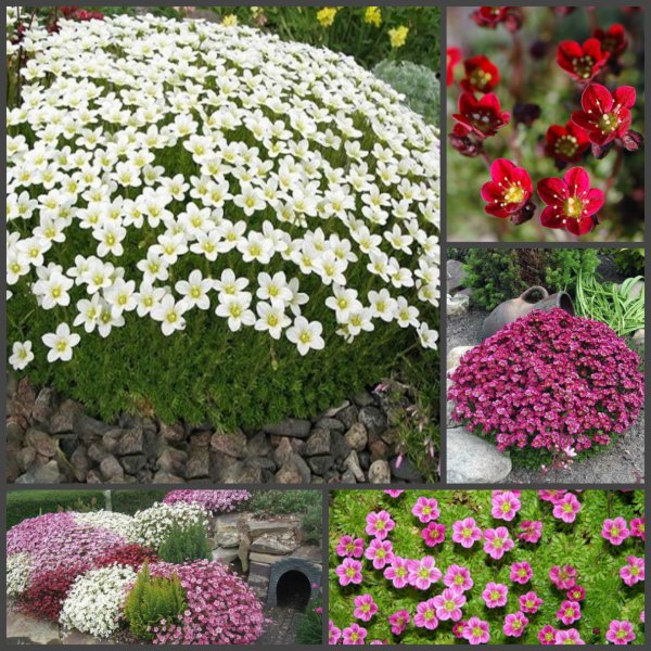 Бархатцы низкорослые