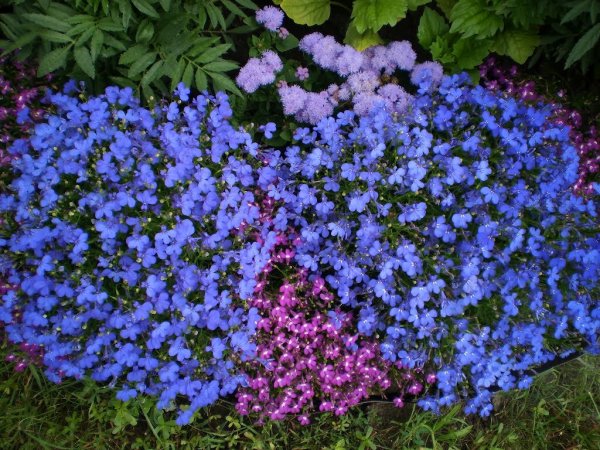 Колокольчик Портеншлага Катарина