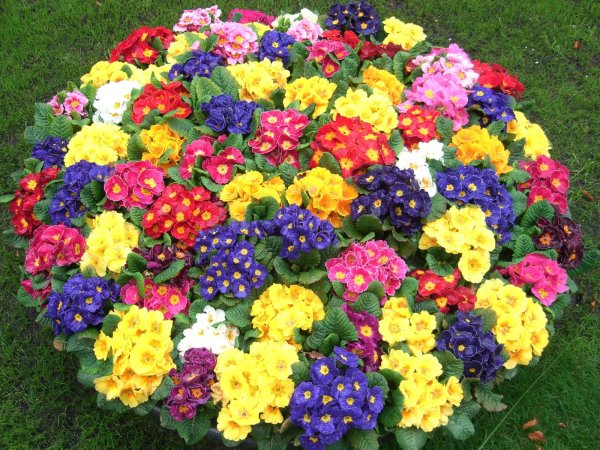 Флокс стелющийся шиловидный