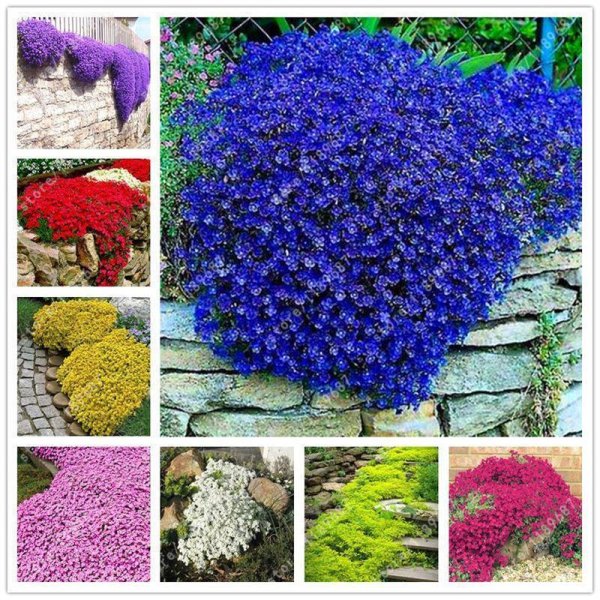 Горечавка Кристи