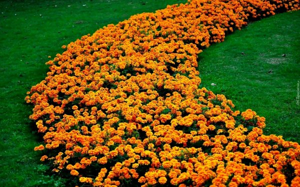 Вискария цветок