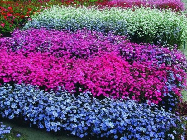 Хризантема мультифлора на клумбе