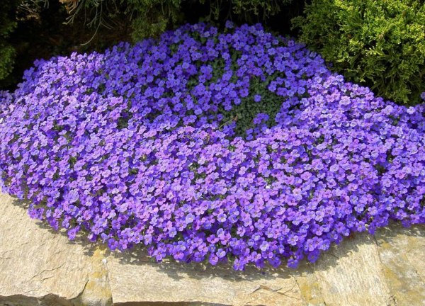 Хризантема низкорослая многолетняя