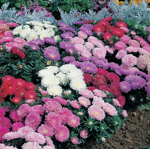 Флокс шиловидный Benita