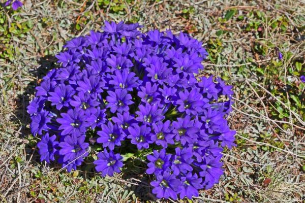 Хризантема мультифлора красная