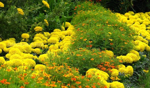 Астра карликовая Гарден