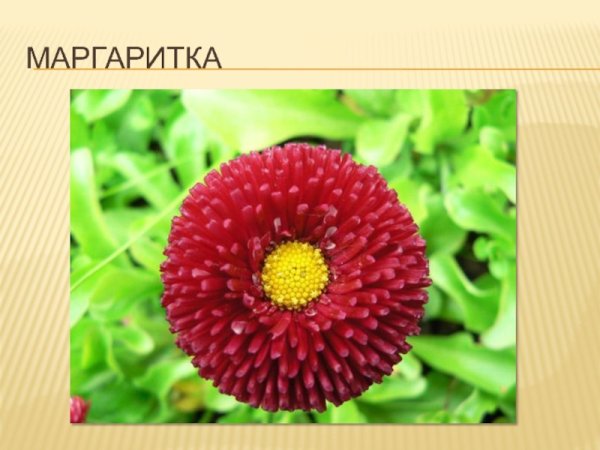 Цветок с подписями