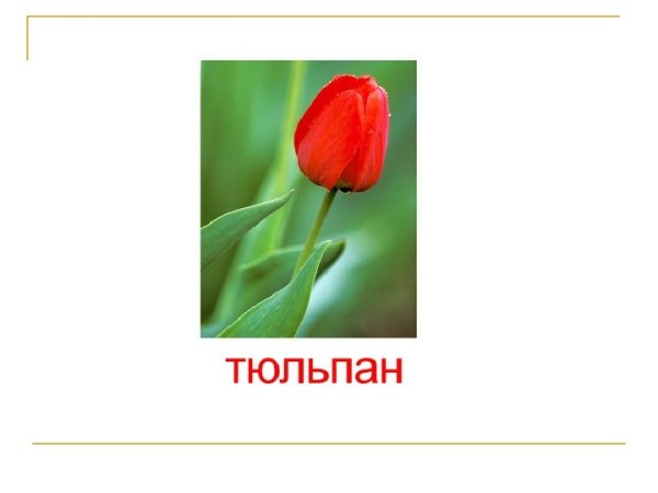 Тюльпан с подписью