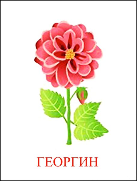 Цветы карточки для детей