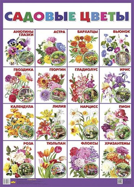 Плакат садовые цветы