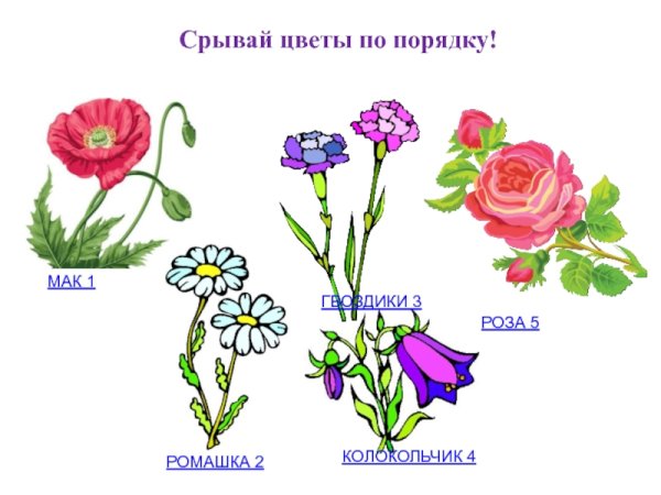 Гвоздика колокольчик Ромашка