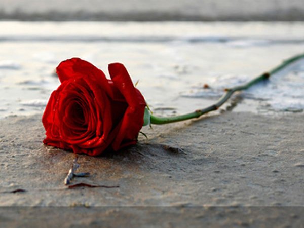 Брошенные цветы