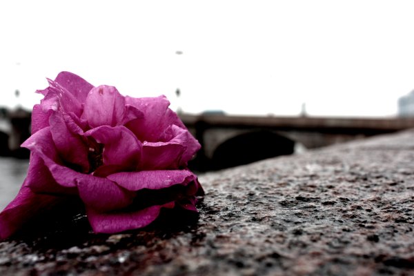 Прощальные цветы