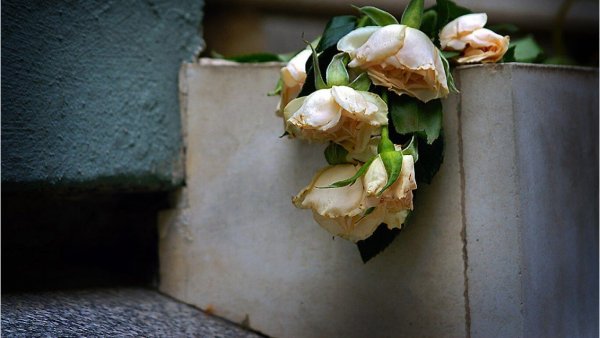 Брошенная роза