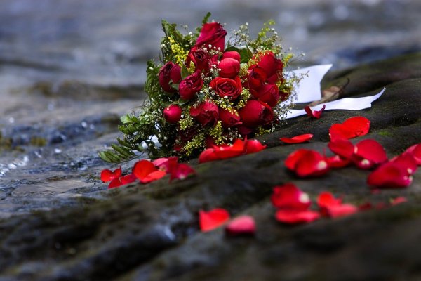 Розы в реке