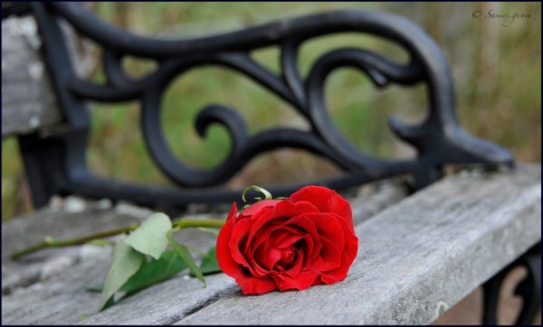 Розы на скамье