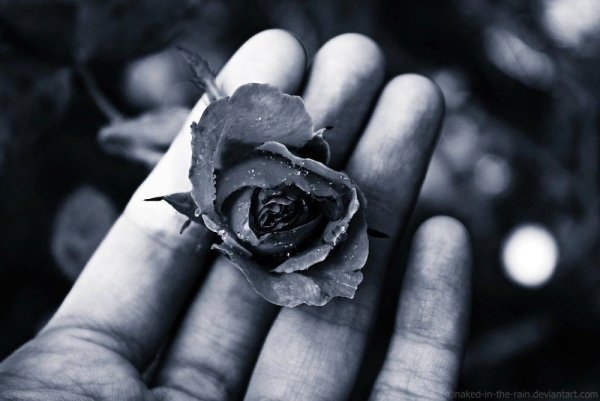 Брошенные цветы