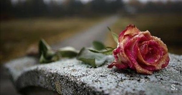 Розы на могиле