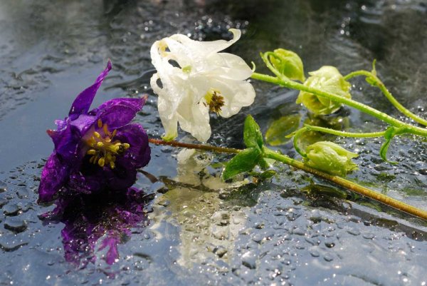 Сорванный цветок