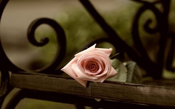 Цветы на скамейке