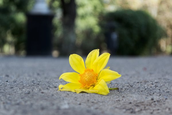 Цветок на земле