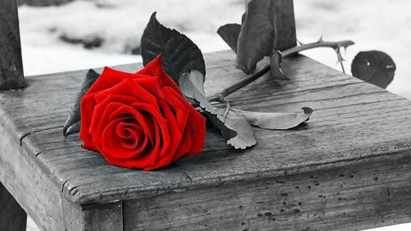 Скамейка роза