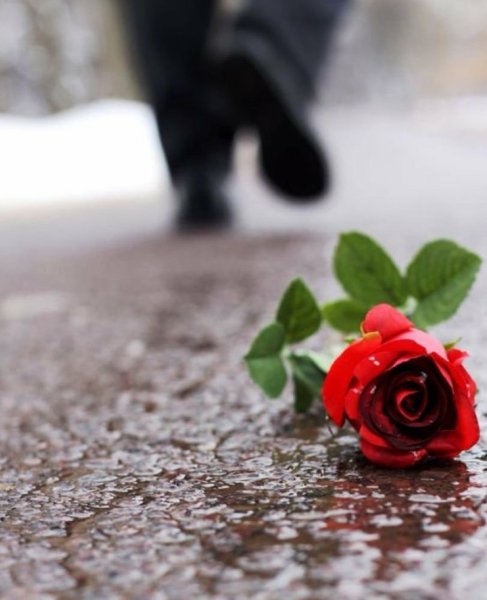 Грустная роза