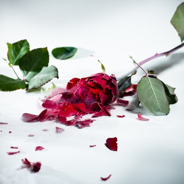 Сломанный цветок