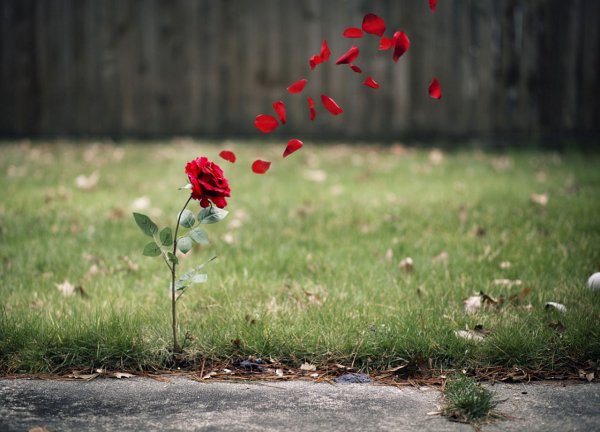 Цветок с опавшими лепестками