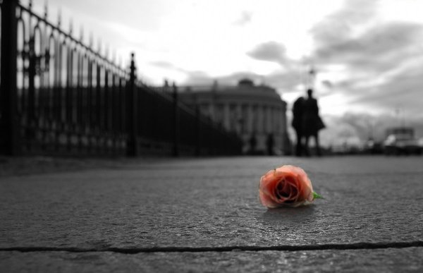 Цветы брошенные на асфальте