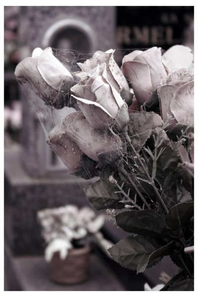 Растоптанный цветок