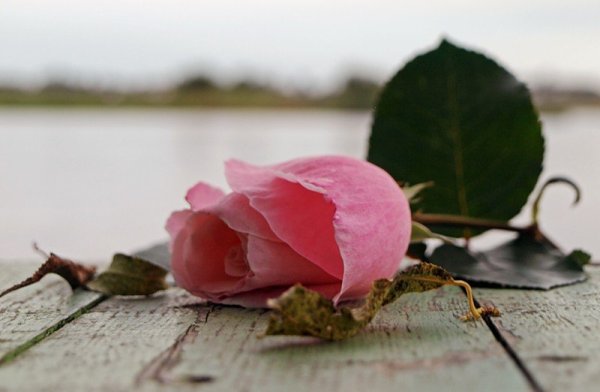 Роза с опавшими лепестками